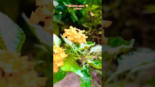 Beautiful yellow Lantana flower plant floweringplant naturelover youtubeshorts 🌻 🌱 [upl. by Roma]