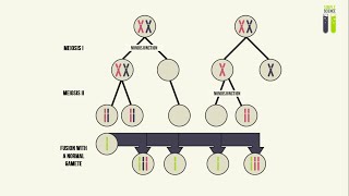 Genetic Mutations  Part 4  Aneuploidy In Humans Nondisjunction [upl. by Dunston]