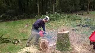 Bomen vellen door Martijn met Dolmar kettingzaag in Rhenen [upl. by Eul]