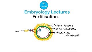 Embryology Lectures  Fertilisation  Dr Ashok K R [upl. by Yroj]