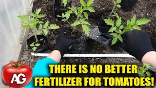 There is no better fertilizer for tomatoes Bring it in when planting seedlings [upl. by Schoening]