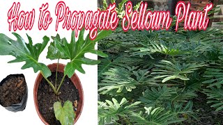 How To Propagate Selloum Plants [upl. by Tatiana895]