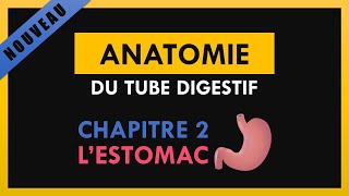 Anatomie Du Tube Digestif  Chapitre 2  Lestomac [upl. by Laundes]