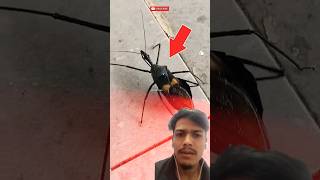 Dengerous kissing bug 😱😱viralshorts [upl. by Eetsud]