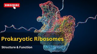 Ribosomes structure and functions EXPLAINED  cell biology  Biology [upl. by Koenraad]