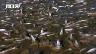 Millions of Fish Invade Beach in Mexico [upl. by Ordnasil956]