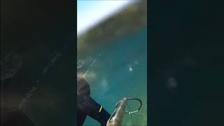 PESCA CON ARPON ACECHO Y CAPTURA DESDE LA SUPERFICIE EN EL ARRECIFE [upl. by Scurlock758]