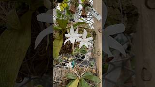 Aerangis biloba is a beautiful miniature orchid from Africa Gotta love pretty leaves amp flowers [upl. by Kristofor]