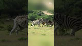 Zebras Attack Hartebeests Battle to Protect Their Calf [upl. by Akema]