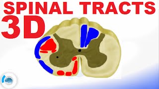 Spinal PathwaysTracts  Spinal Cord Anatomy [upl. by Modie]