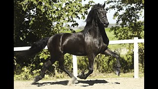 Stal Okkemas Hienske  Menne x Doaitsen  Gelding  2018  168m [upl. by Anivle387]