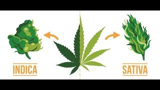 Indica vs Sativa Does it even matter [upl. by Royden440]