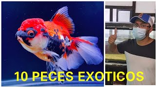 LOS 10 PECES MAS EXOTICOS DE UNA IMPORTACION TAILANDESA Y AMAZONICA ft Acua Parrot King [upl. by Mercier]