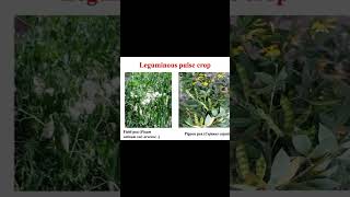 Introduction to leguminous crops part2 shortsvideo shorts [upl. by Logan]