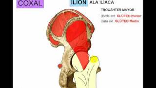 OSTEOLOGIA DE MIEMBRO INFERIOR 1 [upl. by Ahselef]