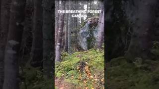 The Breathing Forest in Canada is a Mysterious and Spooky place breathing horror darkforest [upl. by Ayiak]