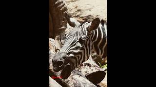 Zebra callanimalsoundsmammalswildlifehoofmamatv8542 [upl. by Aikcin]