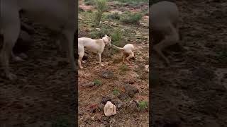 Dogs and Insect Fight shortvideo viral shorts [upl. by Gilford]