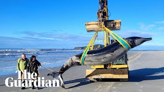 The world’s rarest whale may have washed up on a New Zealand beach [upl. by Dougie827]