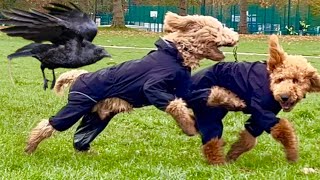 Goldendoodle puppy amp Labradoodle puppy in London park [upl. by Eiznikcm]