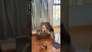 Dog Kicked His Pup Out shortsvideo [upl. by Breban]