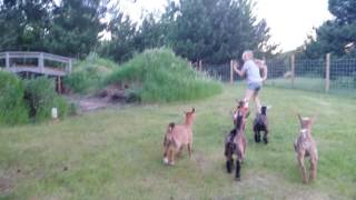 Baby pygmy goats playing [upl. by Eisele]