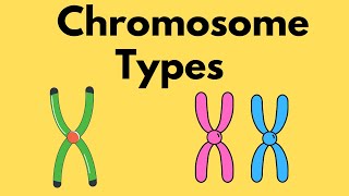 Types of Chromosomes  Sister Chromatids  Homologous Chromosomes [upl. by Ela439]