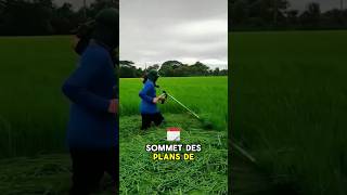 Le mystère derrière la coupe du riz avant la récolte révélé  🌾😱quot [upl. by Euqcaj]