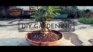 how to make adenium bonsai  adenium bonsai  How to grow adenium as Bonsai [upl. by Lewse]