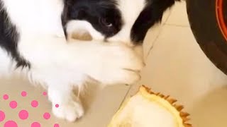 Pets React to Durian Fruit [upl. by Petronia]