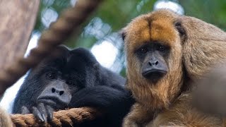 Hear a Howler Monkey Howl [upl. by Nicks]