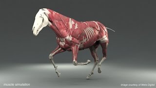 Weta Digital Horse FEM Simulation [upl. by Etteraj]