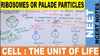 Ribosomes functions and structure  Palade Particles  Class 11  Ribosomes for NEET  NEET 2021 [upl. by Shalna596]