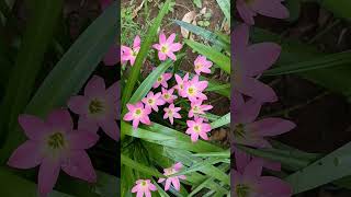 Pancratium Maritimum Plant Sea Daffodils Lily  Pink Rain Lily  ytshortsviralshorts [upl. by Taylor]