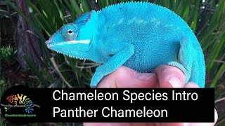 Panther Chameleon Short Introduction [upl. by Halsey208]