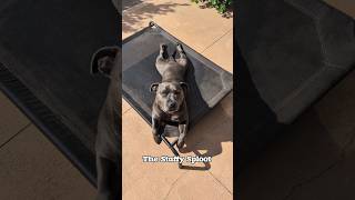 The Staffy Sploot 🥰 bluestaffy dog englishstaffy [upl. by Simons838]