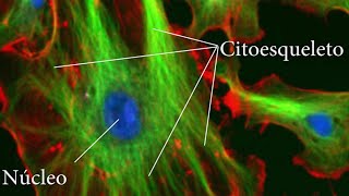 El CITOESQUELETO funciones estructura proteínas filamentos🔬 [upl. by Thaine]