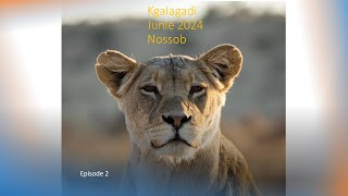 Kgalagadi Junie 2024 ep2 [upl. by Zeugirdor]