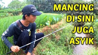 Mancing di Selokan Tengah Sawah Gununglurah [upl. by Niwre]