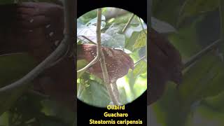 Guacharo Oilbird Steatornis caripensis en los senderos de la estacion Sirena de Corcovado [upl. by Ennairoc169]