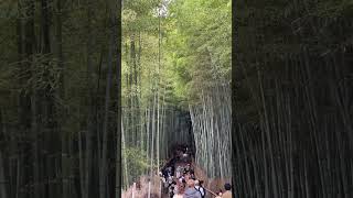 Arashiyama Bamboo Forest Japan [upl. by Onairotciv333]