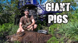 Bowhunting for MONSTER PIGS From A SWAMP BUGGY [upl. by Dloreg478]