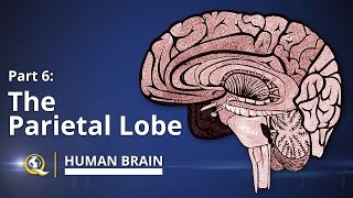 Parietal Lobe  Human Brain Series  Part 6 [upl. by Ijat]