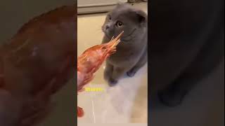 Cat Vomiting cat kitten cute catlover pets funny cats catvideos catshorts catlovers [upl. by Derayne]