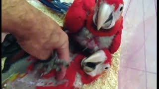 Baby Scarlet Macaw Me  With My Babies [upl. by Nnaeilsel790]