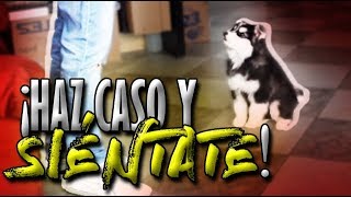 Cómo EMPEZAR a entrenar a mi perrocachorro y a sentarse  Adiestramiento Canino  MartGon [upl. by Anirbys]