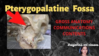 150Pterygopalatine fossa Anatomy Neuroanatomy anatomylectures clinicalexamination [upl. by Jacqueline]