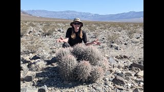 Record Setting Plants in the Mojave Desert [upl. by Asoj]