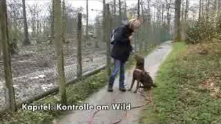 Antijagdtraining für Hunde mit AntijagdtrainingSpezialistin Pia Gröning [upl. by Zenger731]