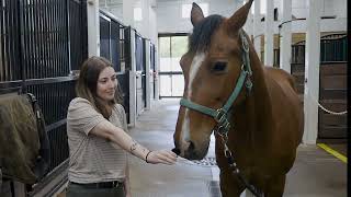 Meet the oldest Hackney horse working at the Grand Hotel on Mackinac Island [upl. by Dhruv]